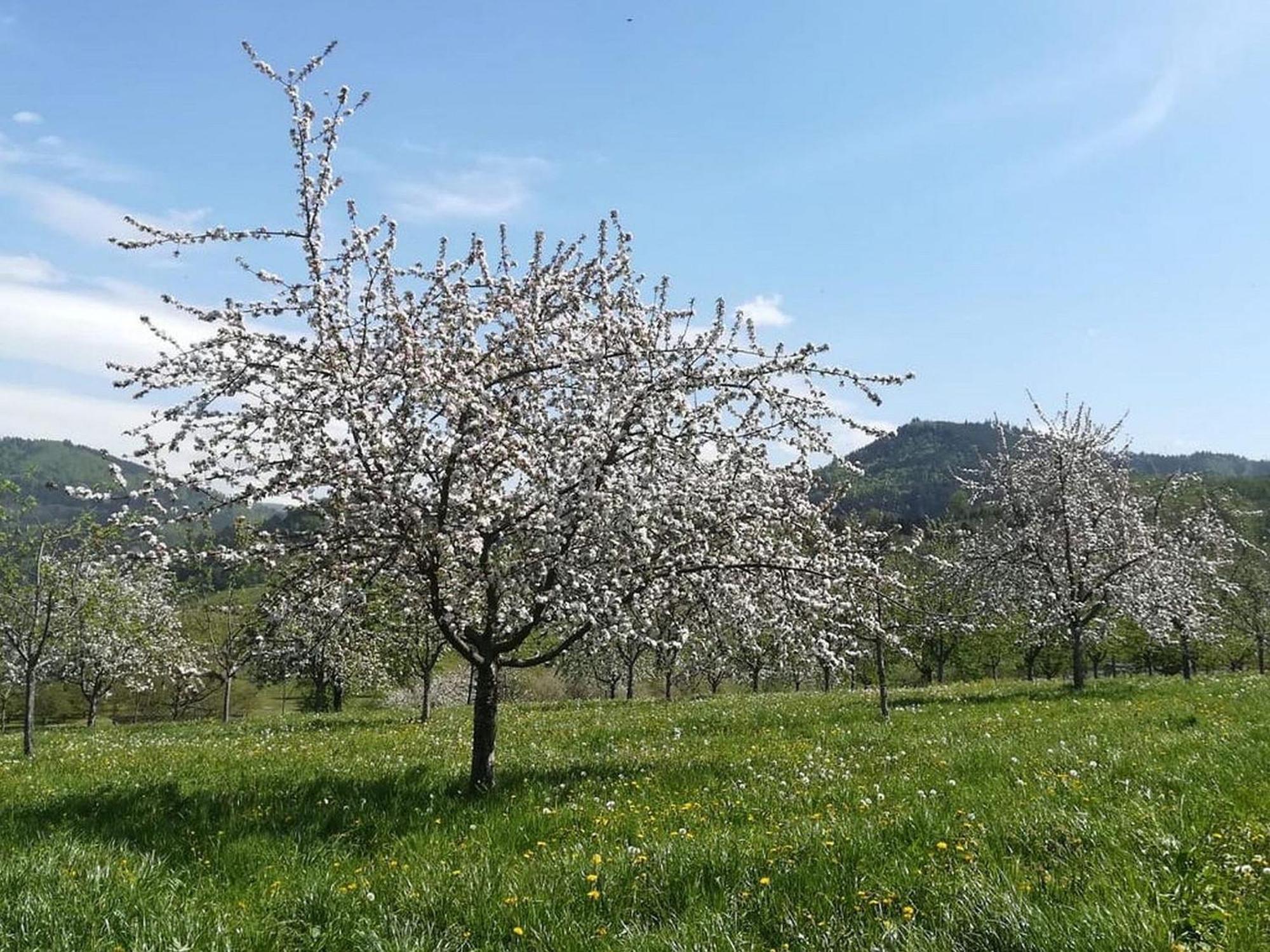 Ferienhof Vordere Alm Оберкирх Екстериор снимка